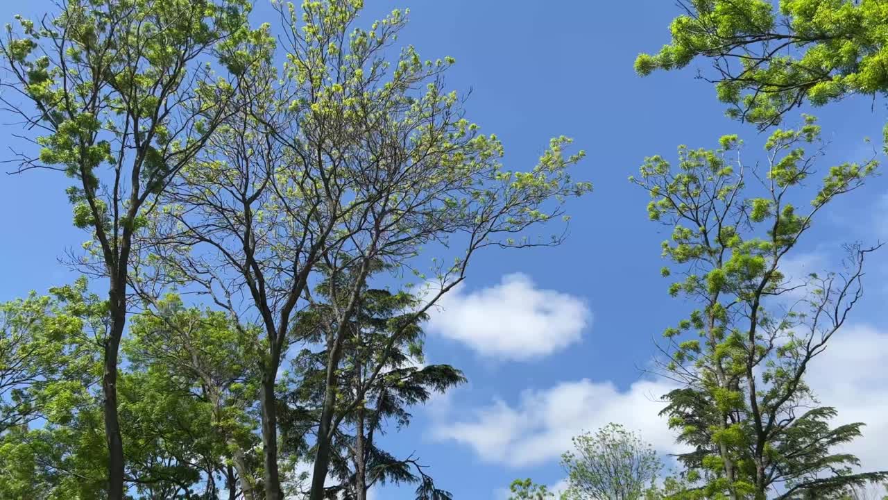 beautiful trees with green leaves over blue sky in a sunny day at a park or forest in spring