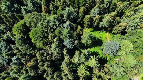 flight over the tops of the pine tree woods in summer. beautiful evergreen forest in summer