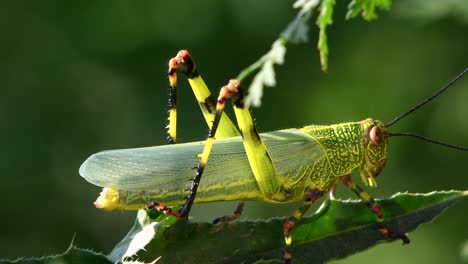 Close-shot-of-a-locust-moving-over-a-thistle's-leaf,-antennas-moving