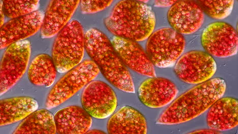 microscopic view of algae cells