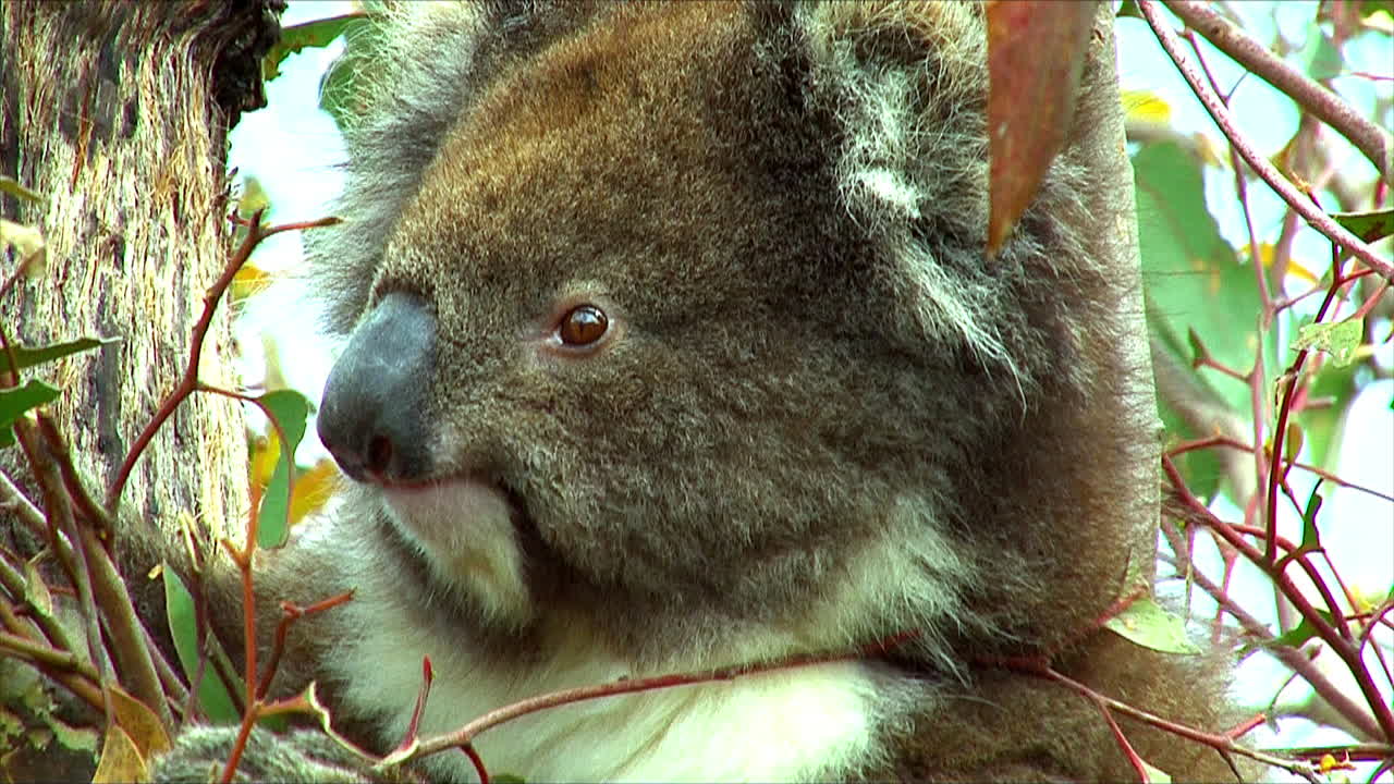 호주의 유칼립투스 나무에 있는 코알라 곰에서 축소