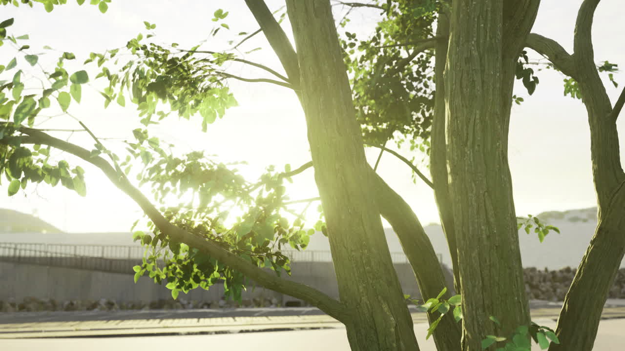 빛이 조용한 도로 근처의 나무의 잎을 통해 필터링