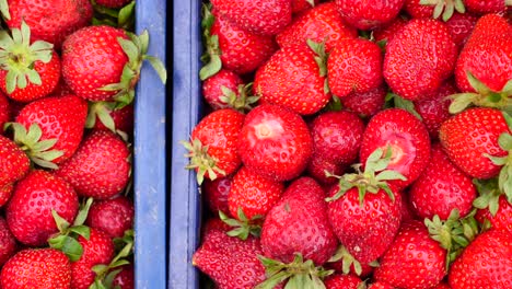 fresh strawberries in a box