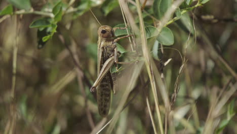 Locust-sitting-on-twig,-hardly-moving,-close-up-shot