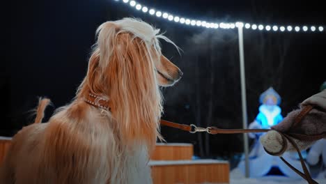 azawakh dog in winter night