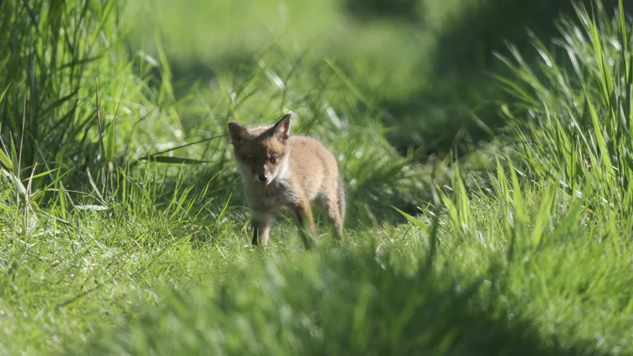 Fox cub exploring the world
