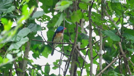 Un-Macho-Visto-Mirando-A-La-Derecha-Del-Marco-Con-Su-Cresta-En-Movimiento,-Martín-Pescador-Anillado-Lacedo-Pulchella,-Parque-Nacional-Kaeng-Krachan,-Tailandia