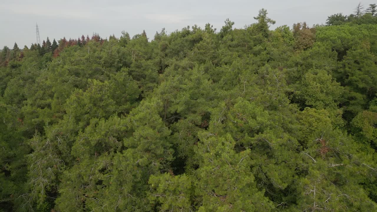 Aerial shot of dense forest canopy in bright daylight with layered green foliage