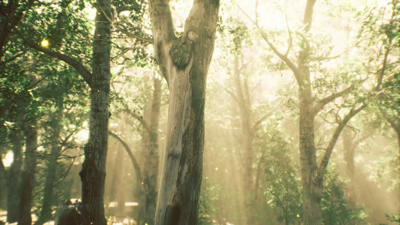 Sunlight filtering through trees in a serene forest during a peaceful morning