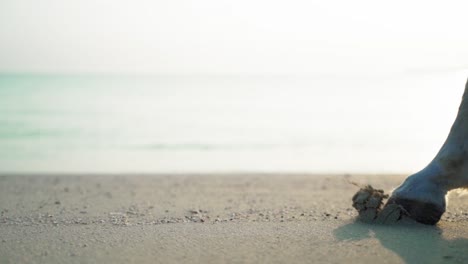 Horse-legs-walking-on-the-beach