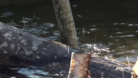 Ríos-Salmoneros-Con-Un-Pequeño-Arroyo-17