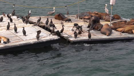 sea lions, pelicans and seagulls sun bathing and resting on a dock in the middle of the san diego harbor