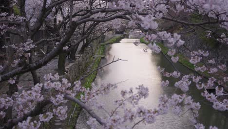 sakura bloom over omihachiman moat at sunset, japan