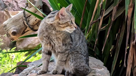 Wildkatze-Draußen-An-Einem-Heißen-Tag-Im-Schatten-Ruhen