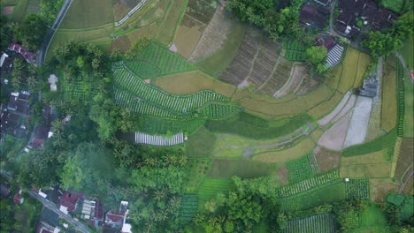 Colorful Bali Rice Terraces, Bird&#039;s Eye Top Down Above Drone View