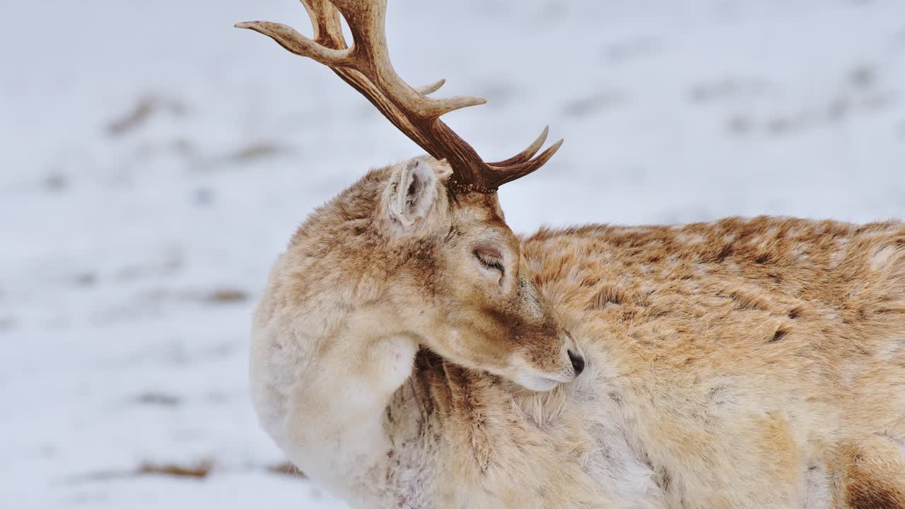 Nærbillede af dådyr, der plejer sin pels mod hvid, sneklædt baggrund