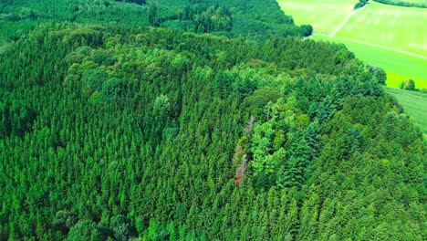 eagle eye view aerial shot of lush green forest 4k