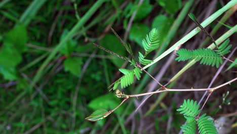 mahe seychelles, mimosa pudica also called sensitive plant, the compound leaves fold inward and droop when touched or shaken, defending themselves from harm, and re-open a few minutes later