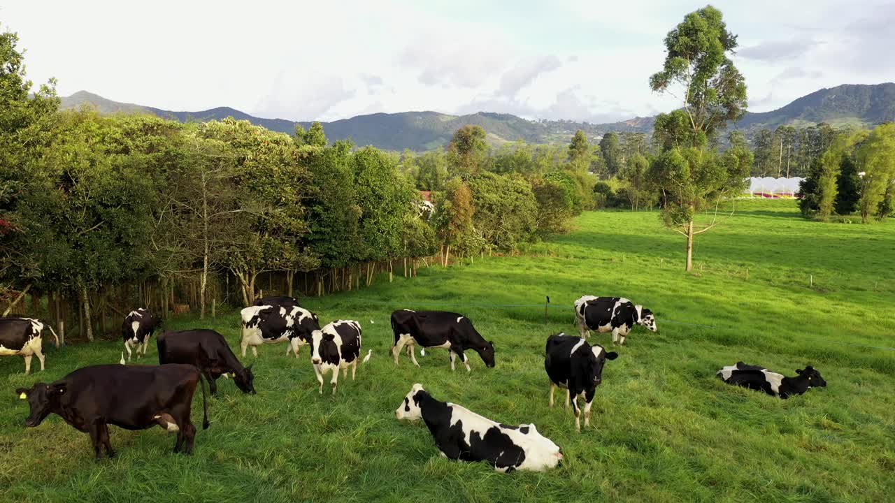 toma aérea de vuelo hacia adelante de vacas holstein pastando durante la puesta de sol de la hora dorada