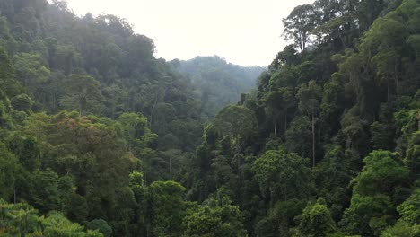 aerial shot pedestal up from trees to view of rainforest in gunung leuser national park, the tropical rainforest heritage of sumatra, indonesia