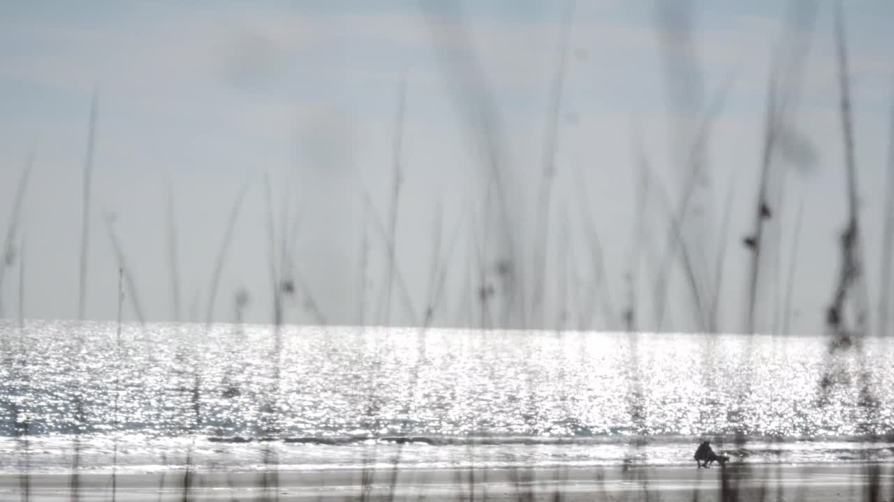 Man playing with dog on a beach.