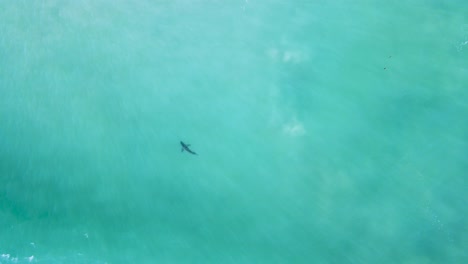 El-Dron-Asciende-Por-Encima-Del-Gran-Tiburón-Blanco-Nadando-En-Medio-Del-Agua-Mientras-Una-Ola-Rompe-Sobre-él-En-La-Playa.