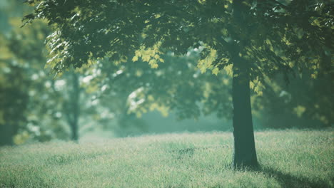 Ahornblätter-Im-Wald