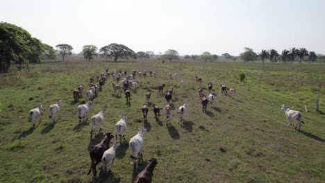 colorful cows walk across open field in aerial view, peaceful rural summer scenery
