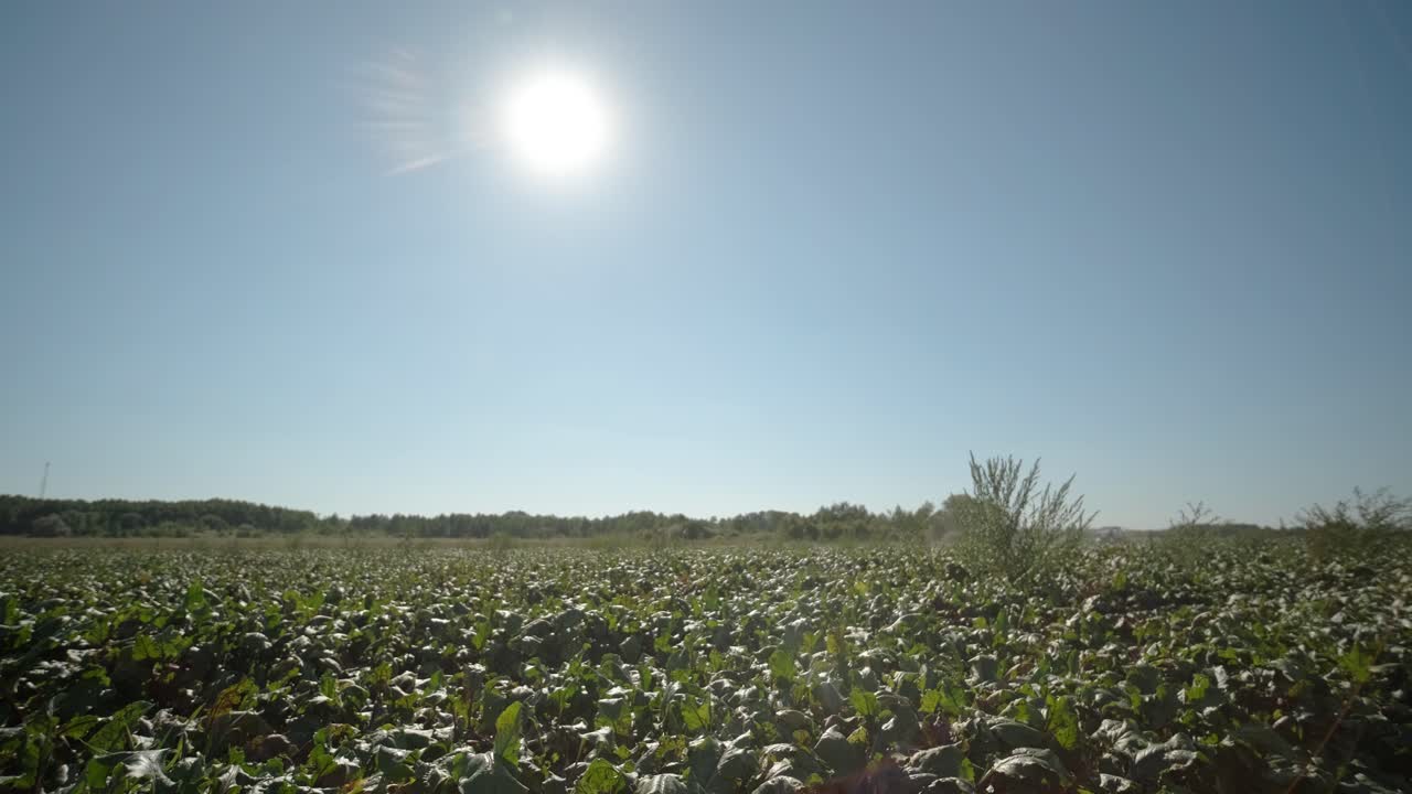 campo de remolacha roja en un verano.