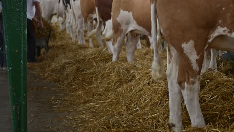 Vacas-En-El-Granero-De-La-Granja-Lechera