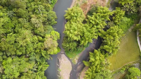 disparo aéreo desde arriba sobre el río elo rodeado de árboles tropicales en el centro de java, indonesia durante un día soleado