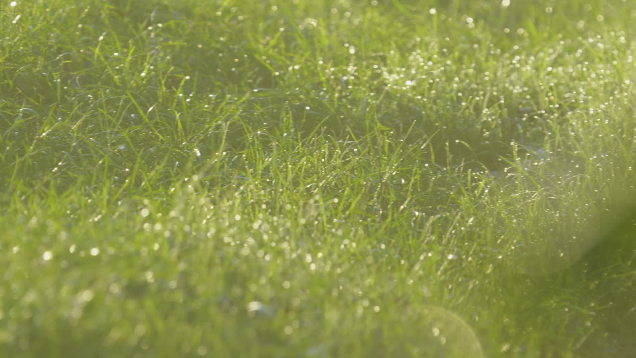 Close-up of Dewy Grass in Sunlight