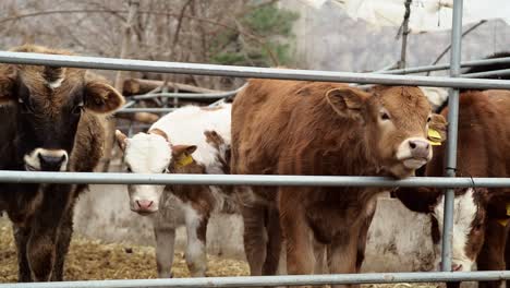 cows and calves standing and chewing the cud