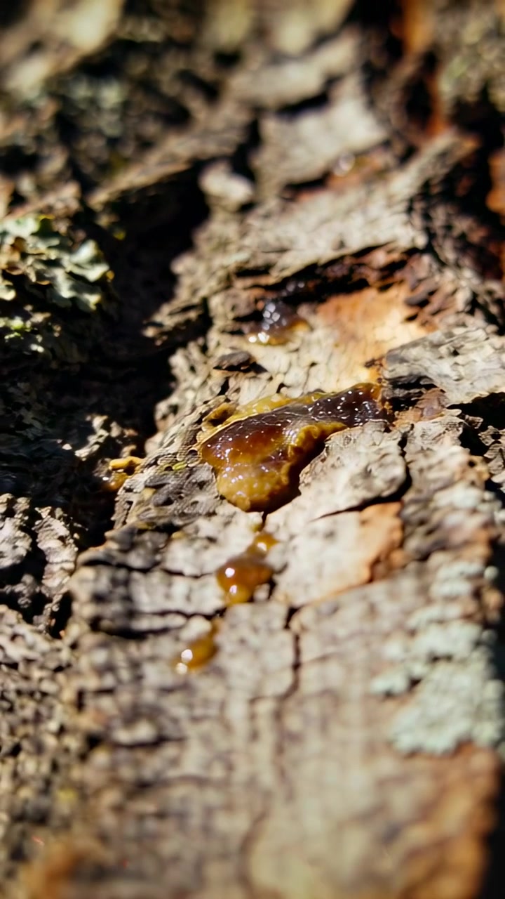 Video verticale: Telecamera che si allontana mostrando goccioline di resina ambrata sulla corteccia con licheni, rivelando la linfa.