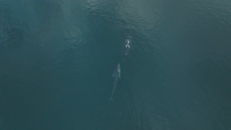 Manada-De-Ballenas-De-Aleta-Migrando-En-El-Océano-Pacífico,-Vista-Aérea-De-Drones-De-Arriba-Hacia-Abajo