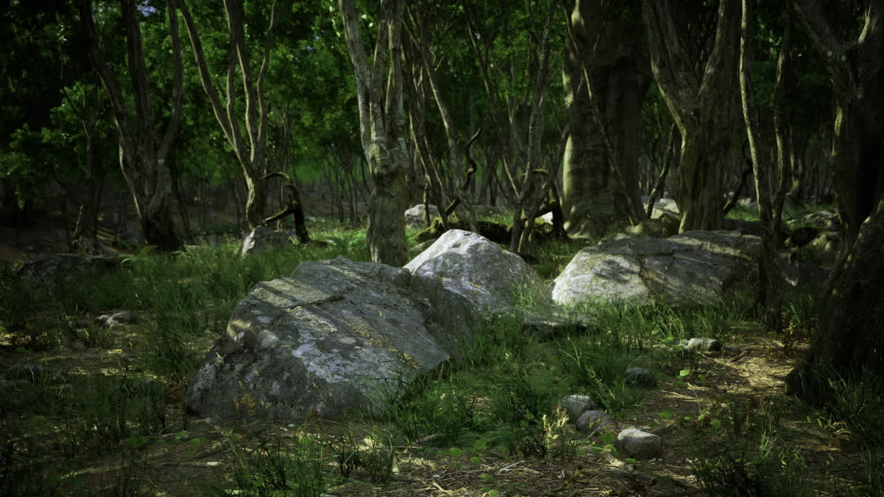 Lush forest featuring large rocks among greenery during daytime