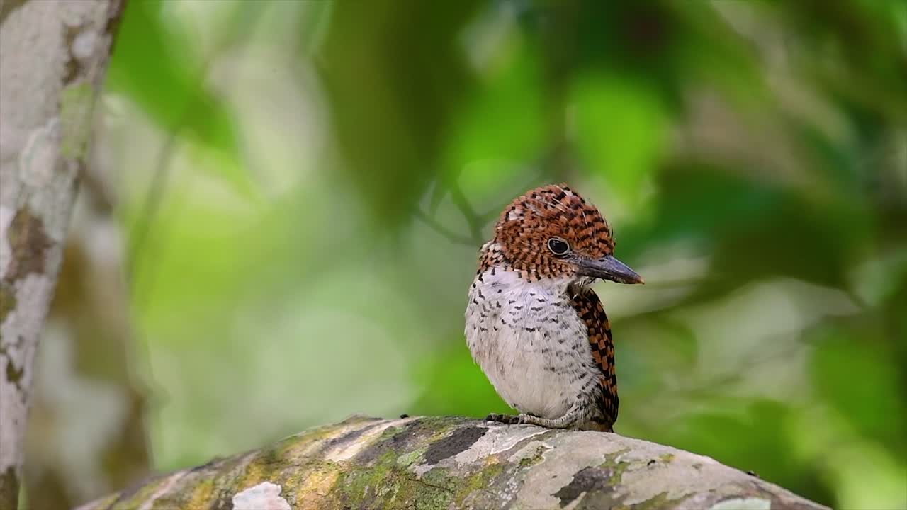 un martín pescador de árboles y una de las aves más hermosas que se encuentran en tailandia dentro de las selvas tropicales