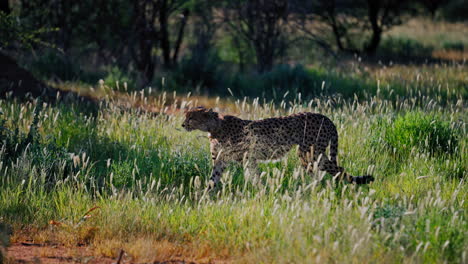 cheetah in african savanna