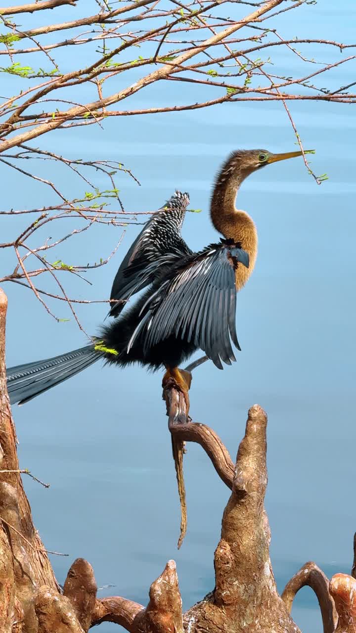 Orlando'da bir selvi ağacına tünemiş kanatlarını kurutan Anhinga kuşu. Florida Lake Eola parkında mavi su üzerinde kanatları açık su kuşunun yakın çekimi.