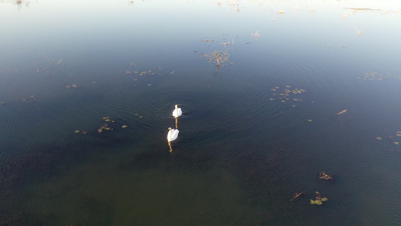 평온 한 호수 에 있는 두 마리 의 백조