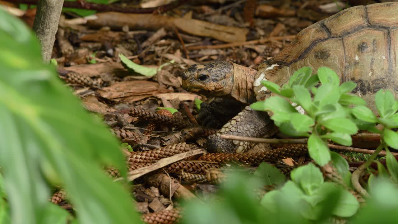 정원에서 씹는 거북이, 중간 클로즈업 4k