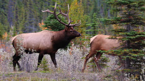 Elchbulle,-Der-Während-Der-Brunftzeit-Im-Jasper-Nationalpark-In-Alberta,-Kanada,-In-Der-Herbstsaison-Der-Kuh-Auf-Dem-Feld-Folgt