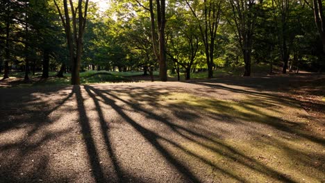 Larga-Sombra-De-árbol-En-Un-Sendero-Del-Parque