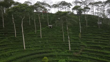 Aerial-view,-terraced-tea-gardens-in-the-Tritis-area,-Kulon-Progo-which-has-become-a-tourist-destination