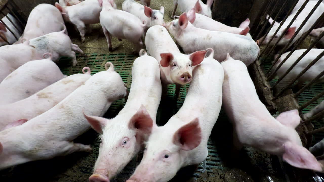 Litter of piglets raised for slaughter moving about in pen, high telephoto