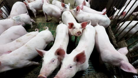 litter of piglets raised for slaughter moving about in pen, high telephoto
