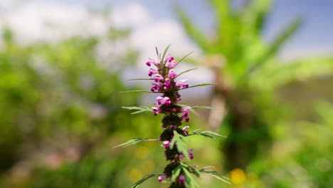 close up view in slow motion of violet little flowers dancing in the wind in the wilderness dur daylight