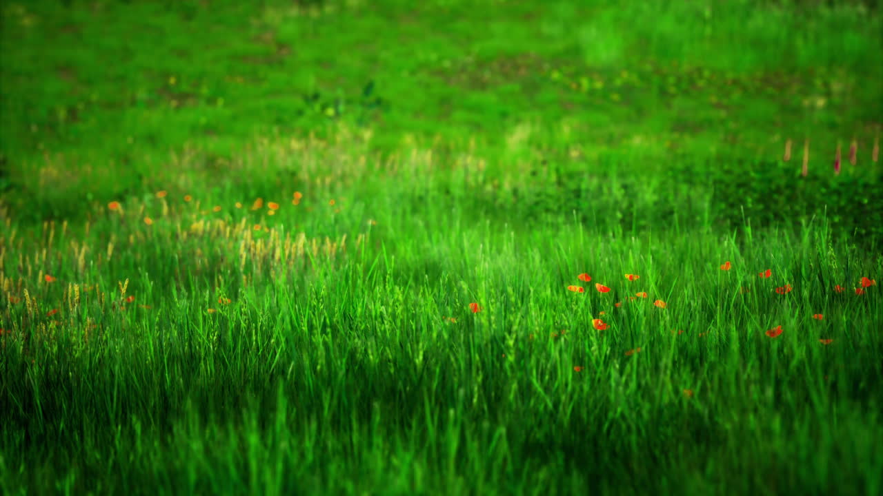 Lush green meadow with wildflowers blooming during spring afternoon
