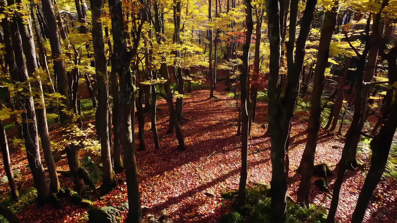 el dosel del bosque de otoño