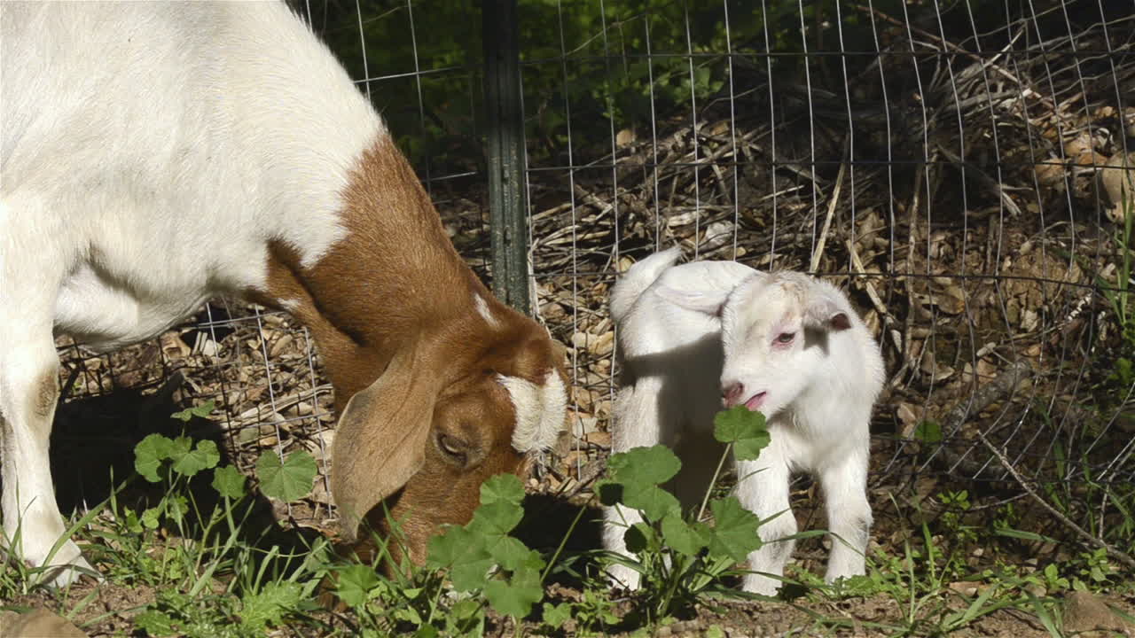 Un capretto di un giorno e sua madre in questa adorabile inquadratura